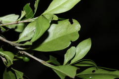 Cyclophyllum coprosmoides