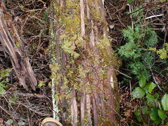 Vaccinium ovalifolium