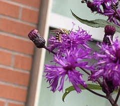 Agapostemon