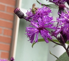 Agapostemon