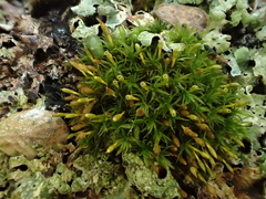 Ulota crispa