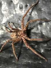 Heteropoda