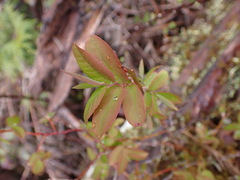 Vaccinium ovalifolium