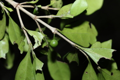 Cyclophyllum coprosmoides