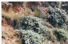 Astragalus granatensis