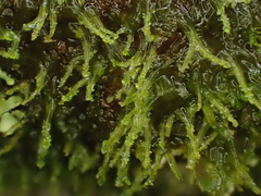 Metzgeria consanguinea