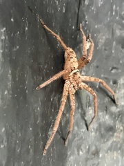 Heteropoda
