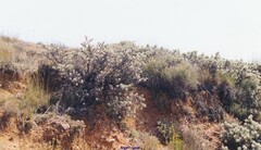 Astragalus granatensis