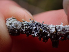 Hypogymnia hultenii