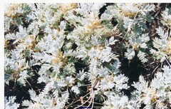 Astragalus granatensis