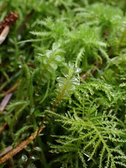 Plagiochila