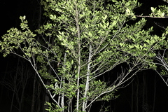 Cyclophyllum coprosmoides