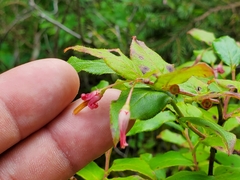 Vaccinium erythrocarpum