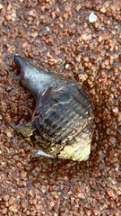 Neogastropoda