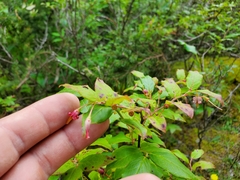 Vaccinium erythrocarpum