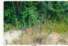 Echium vulgare