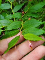 Vaccinium erythrocarpum