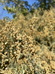 Neolasioptera willistoni