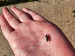 Sphenophorus coesifrons