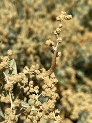 Neolasioptera willistoni