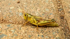 Melanoplus bivittatus