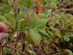 Vaccinium ovalifolium