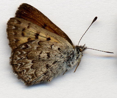 Tharsalea mariposa