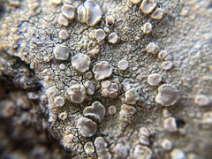 Lecanora rupicola