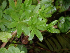 Galium triflorum