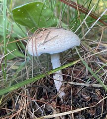 Lactarius pubescens