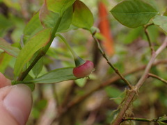 Vaccinium ovalifolium