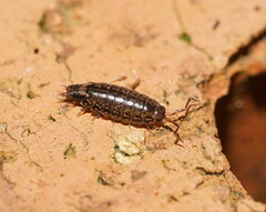 Oniscidea