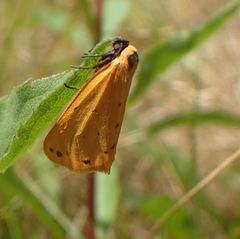 Setina irrorella