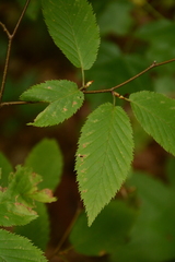 Carpinus