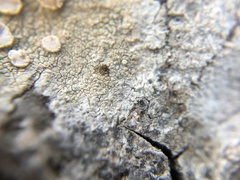 Lecanora rupicola