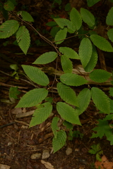 Carpinus