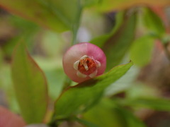 Vaccinium ovalifolium