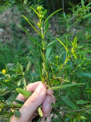 Hypericum prolificum