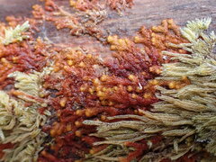 Ptilidium pulcherrimum