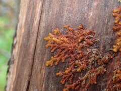 Ptilidium pulcherrimum