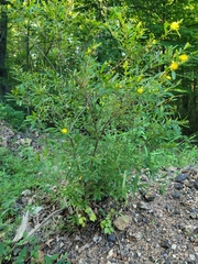 Hypericum prolificum