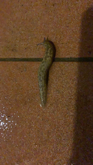 Limacus