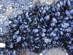Mytilus edulis