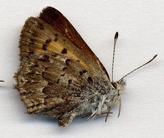 Tharsalea mariposa