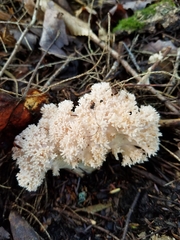 Ramaria rasilispora