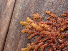 Ptilidium pulcherrimum