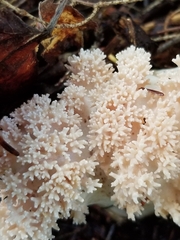 Ramaria rasilispora