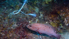 Cephalopholis cruentata