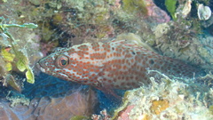 Cephalopholis cruentata