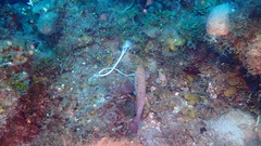 Cephalopholis cruentata